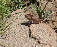 Lobosceliana
