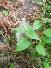 Circaea × intermedia