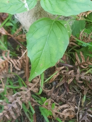 Circaea × intermedia
