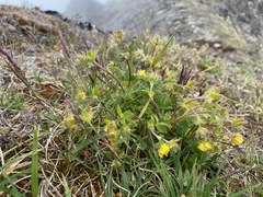 Potentilla uniflora