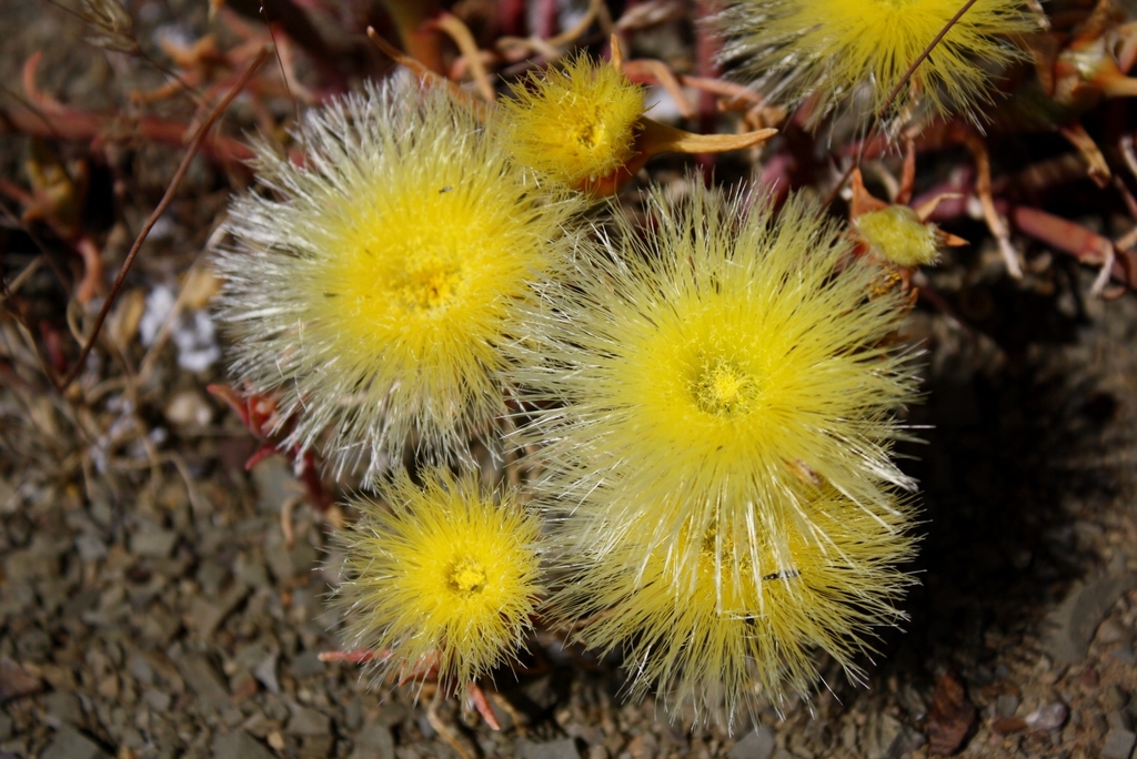Eurystigma