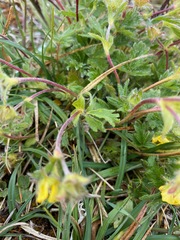 Potentilla uniflora