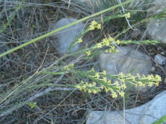 Struthiola eckloniana