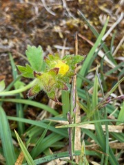Potentilla uniflora