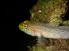 Gobius xanthocephalus