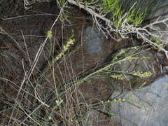 Struthiola eckloniana