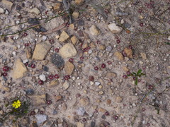 Hibbertia cistiflora