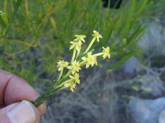Struthiola eckloniana