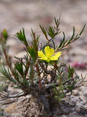 Hibbertia cistiflora