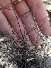 Argyrochosma microphylla