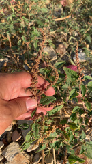 Amaranthus graecizans
