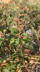 Amaranthus graecizans