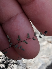 Argyrochosma microphylla