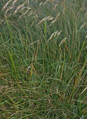 Anthoxanthum redolens