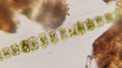 Desmidium coarctatum