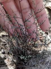 Argyrochosma microphylla