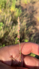 Polygonum equisetiforme