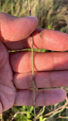 Polygonum equisetiforme