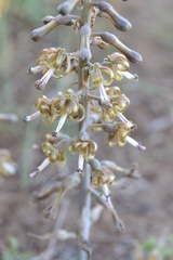 Drimia elata