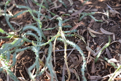 Drimia elata