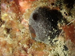 Irciniidae