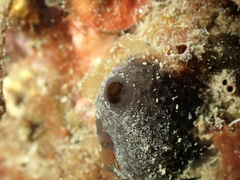 Irciniidae