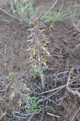 Drimia elata