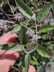 Buddleja racemosa