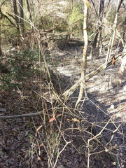 Rhododendron canescens
