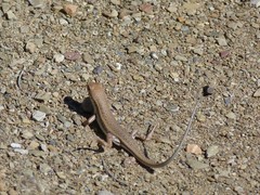 Trachylepis variegata