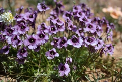 Diascia macrophylla