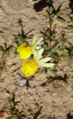 Nemesia ligulata