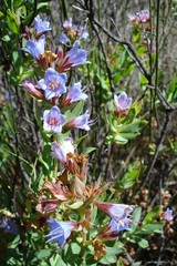 Lobostemon laevigatus