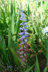 Lachenalia mutabilis