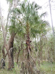 Livistona decora