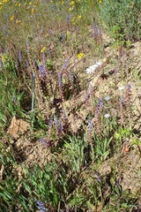 Lachenalia mutabilis
