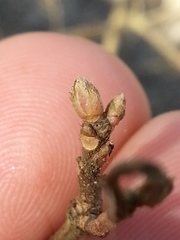 Rhododendron canescens