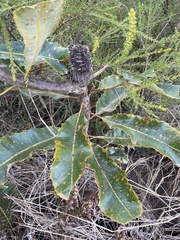 Banksia robur