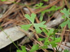 Hydrocotyle paludosa
