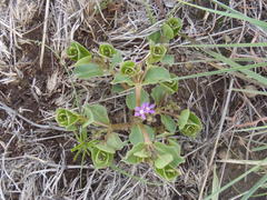 Raphionacme hirsuta