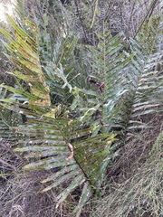 Telmatoblechnum indicum