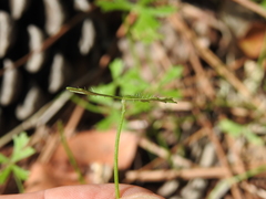 Hydrocotyle paludosa