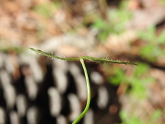 Hydrocotyle paludosa