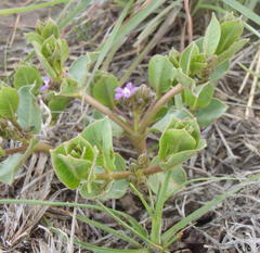 Raphionacme hirsuta