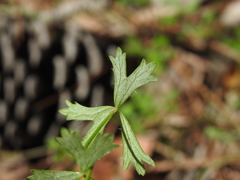 Hydrocotyle paludosa