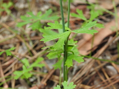 Hydrocotyle paludosa
