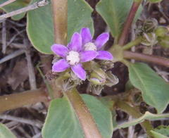 Raphionacme hirsuta
