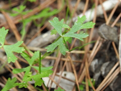 Hydrocotyle paludosa