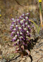 Lachenalia violacea