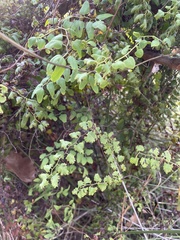 Lygodium microphyllum